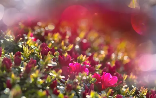 Flores naturais usadas nas coroas de flores